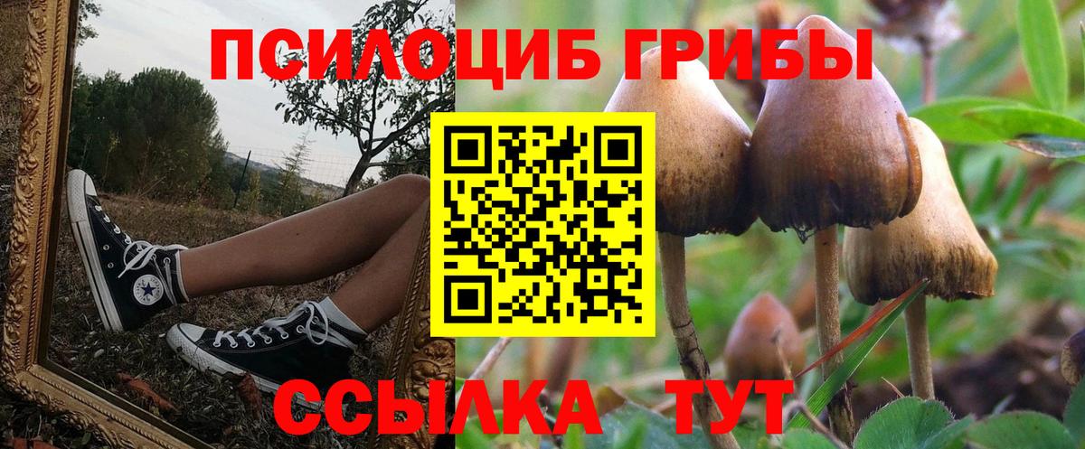 Галлюциногенные грибы Psilocybe Оренбург